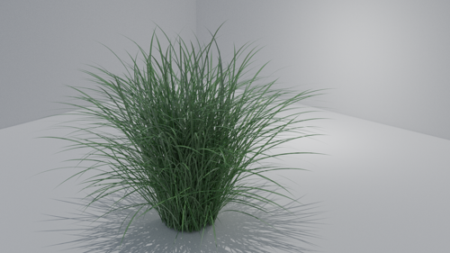 Miscanthus, Maiden Grass, Chinaschilf preview image
